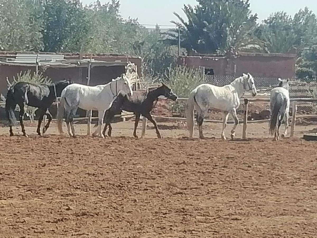 Dar Alfourssane Ferme D'Hote Warzazát Exteriér fotografie