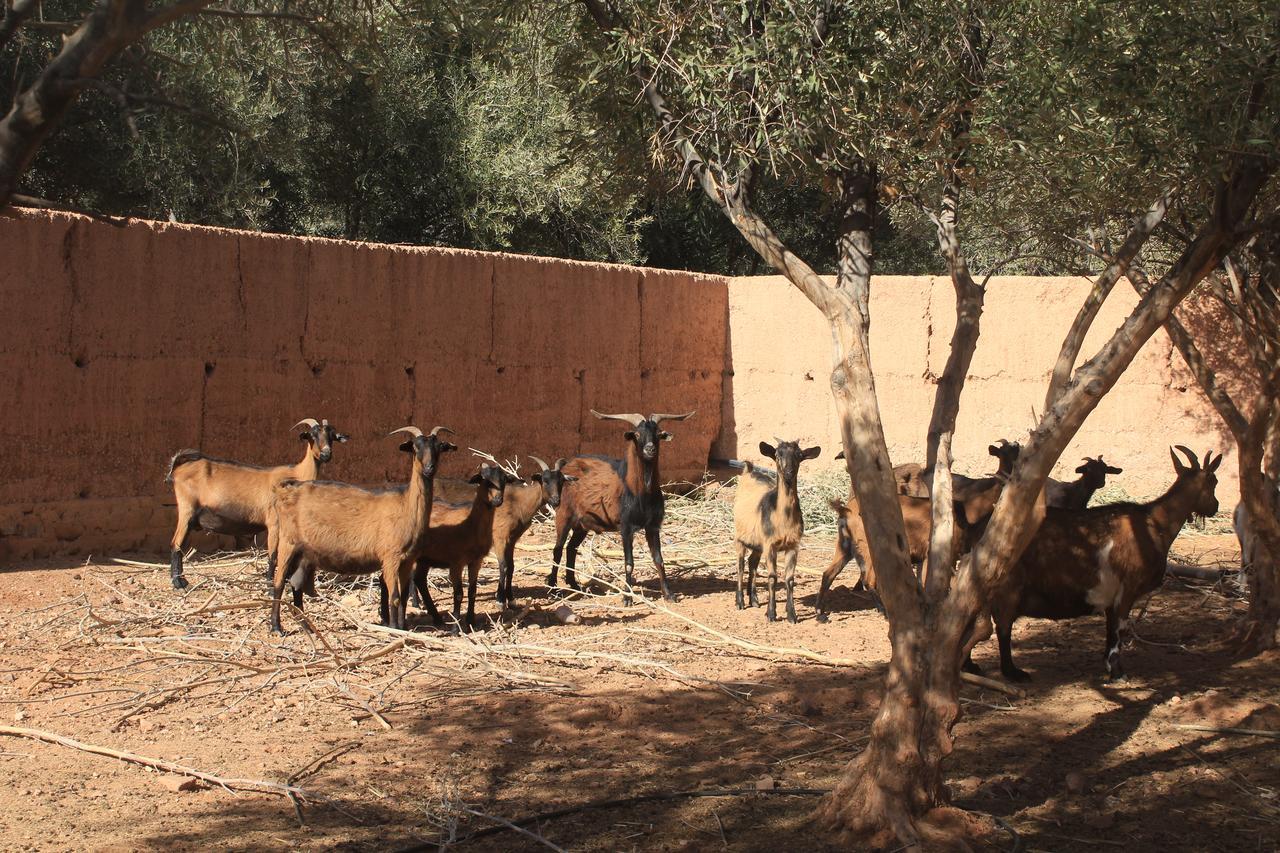 Dar Alfourssane Ferme D'Hote Warzazát Exteriér fotografie