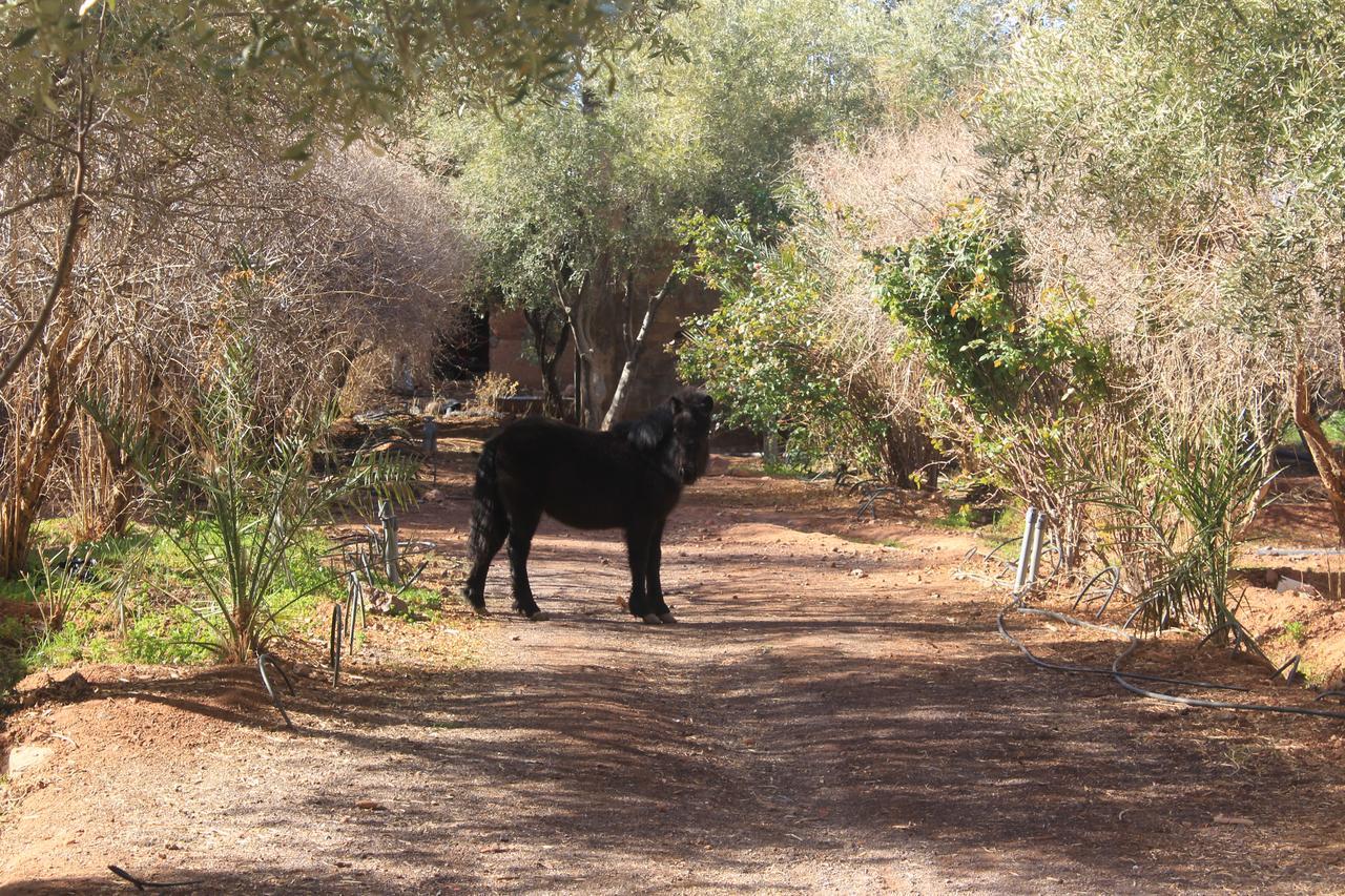 Dar Alfourssane Ferme D'Hote Warzazát Exteriér fotografie